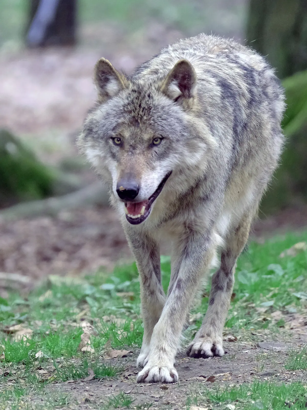 ak vb k+ Europäischer Grauwolf in Aktion