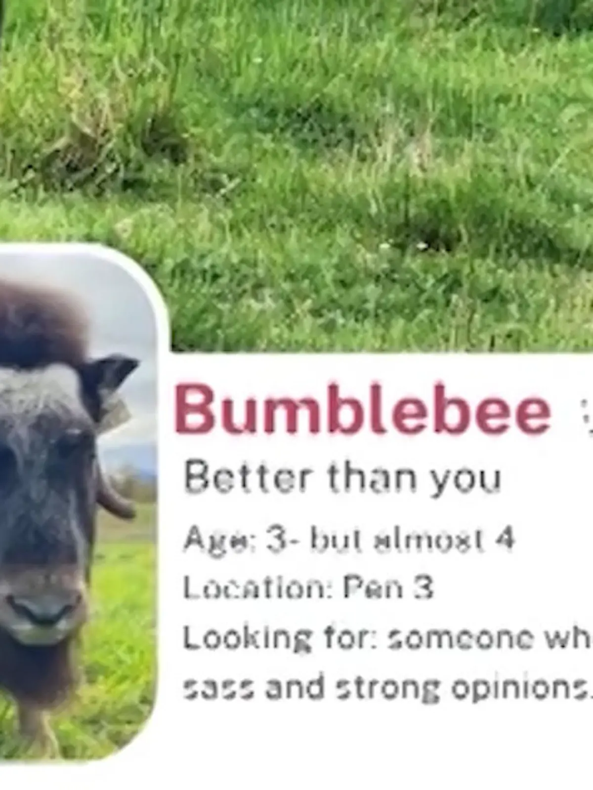 Bild zu: "SIE sucht IHN! Moschusochse sucht große Liebe – mit einem Dating-Profil"