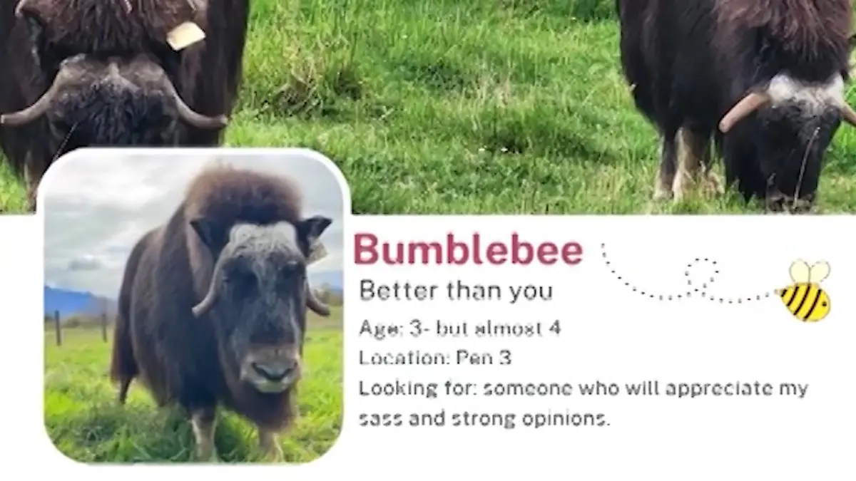 SIE sucht IHN! Moschusochse will große Liebe finden – mit einem Dating-Profil ,,Suche jemanden, der meine freche Art schätzt"