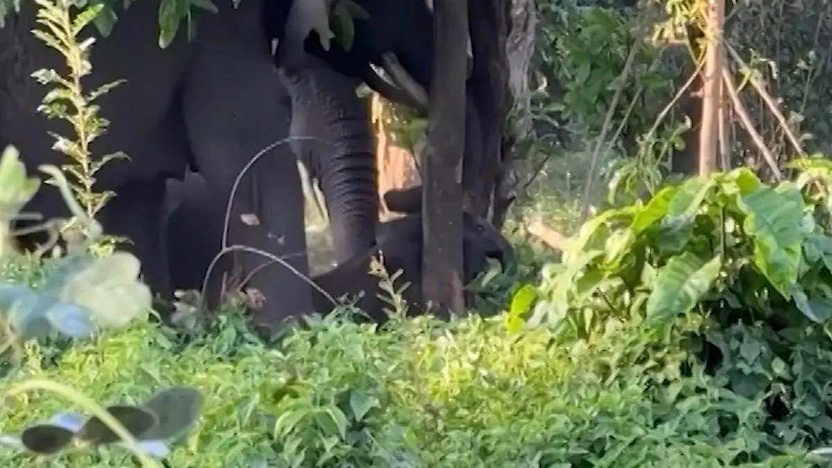 Ihr Baby steckt fest! Elefanten retten kleinen Dickhäuter mit cleverer Taktik Kälbchen schreit, Mama regelt