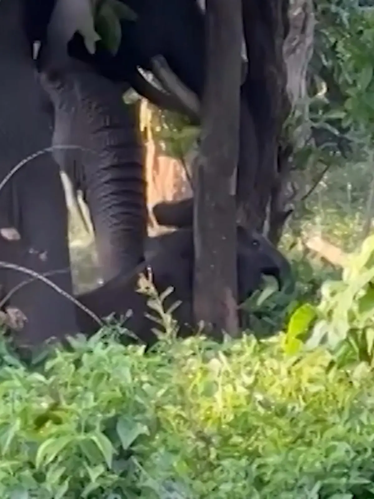 Bild zu: "Ihr Baby steckt fest! Elefanten retten kleinen Dickhäuter mit cleverer Taktik"