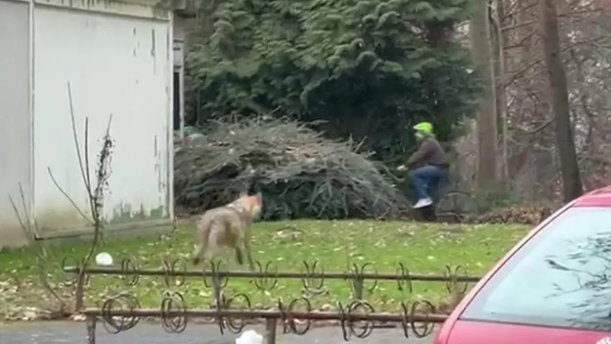 Wolf streunt durch Leverkusen – Karnevalszug muss stoppen Polizei suchte nach dem Tier