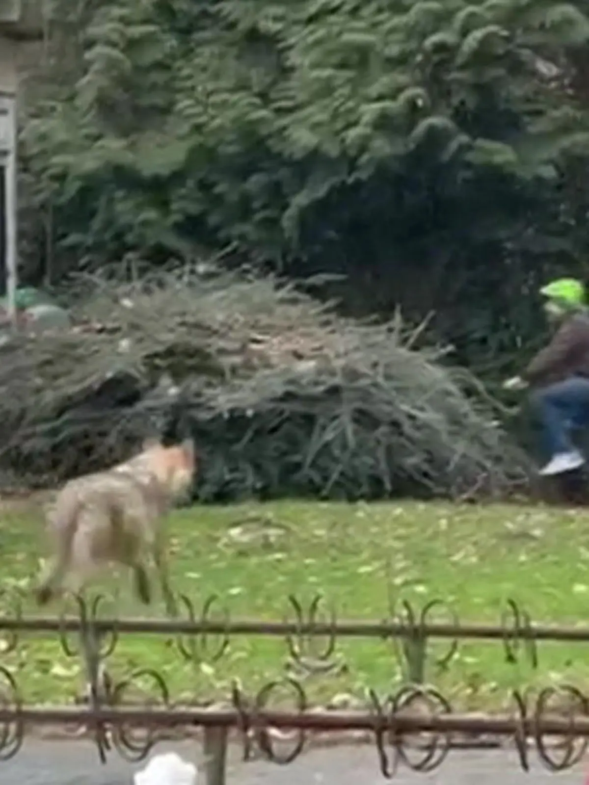 Bild zu: "Mitten in der Stadt! Wolf bremst Karnevalszug aus"