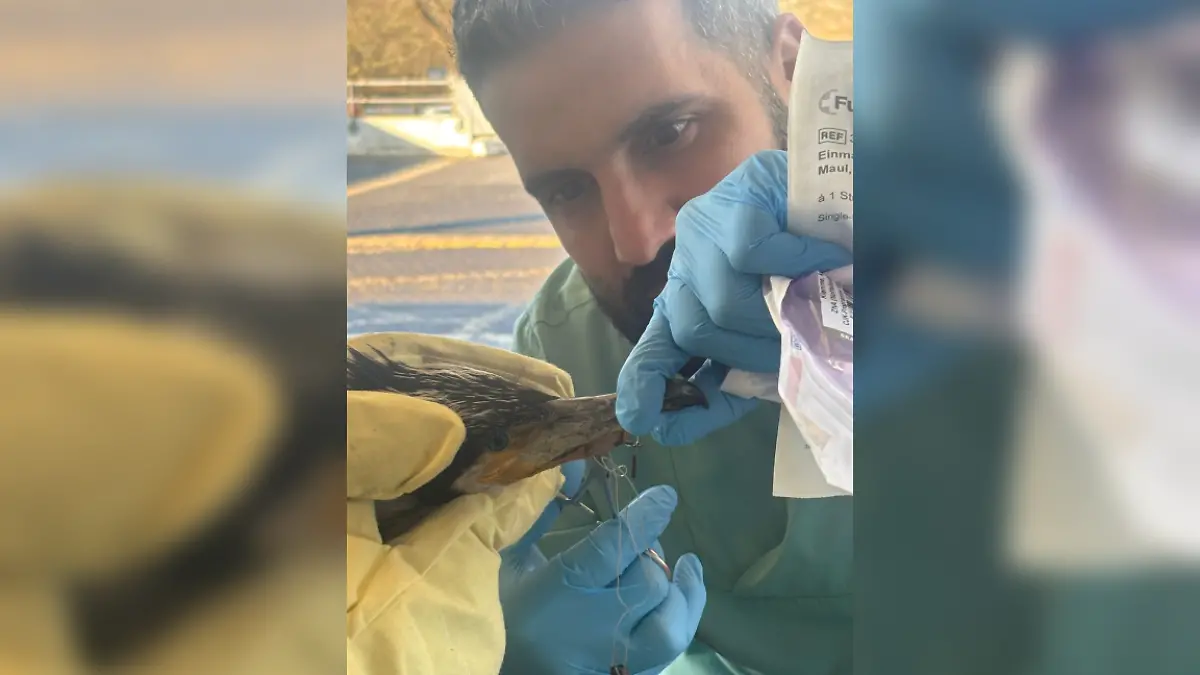 In Millimeterarbeit entfernen Klinikpersonal und Feuerwehr den gefährlichen Dreifach-Haken aus dem Schnabel.