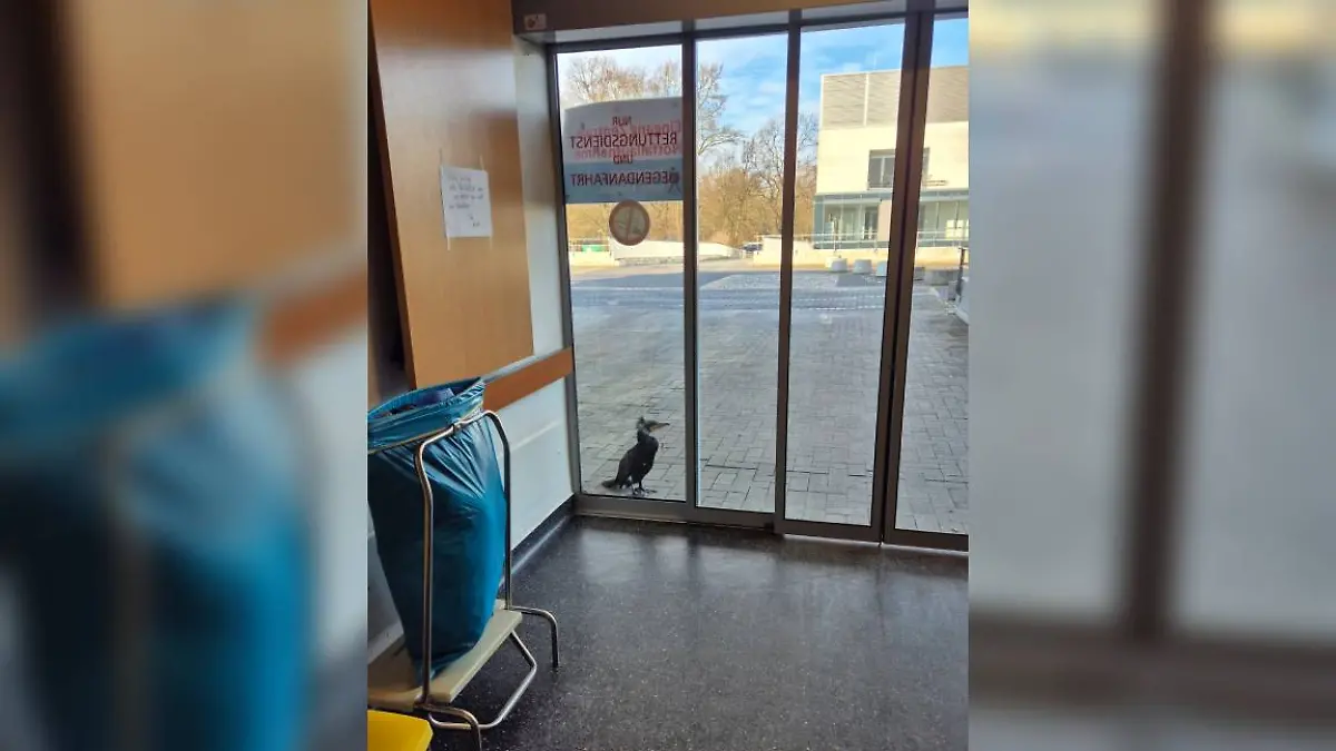 Der verletzte Kormoran wartet vor der Glasscheibe der Notaufnahme auf Hilfe.