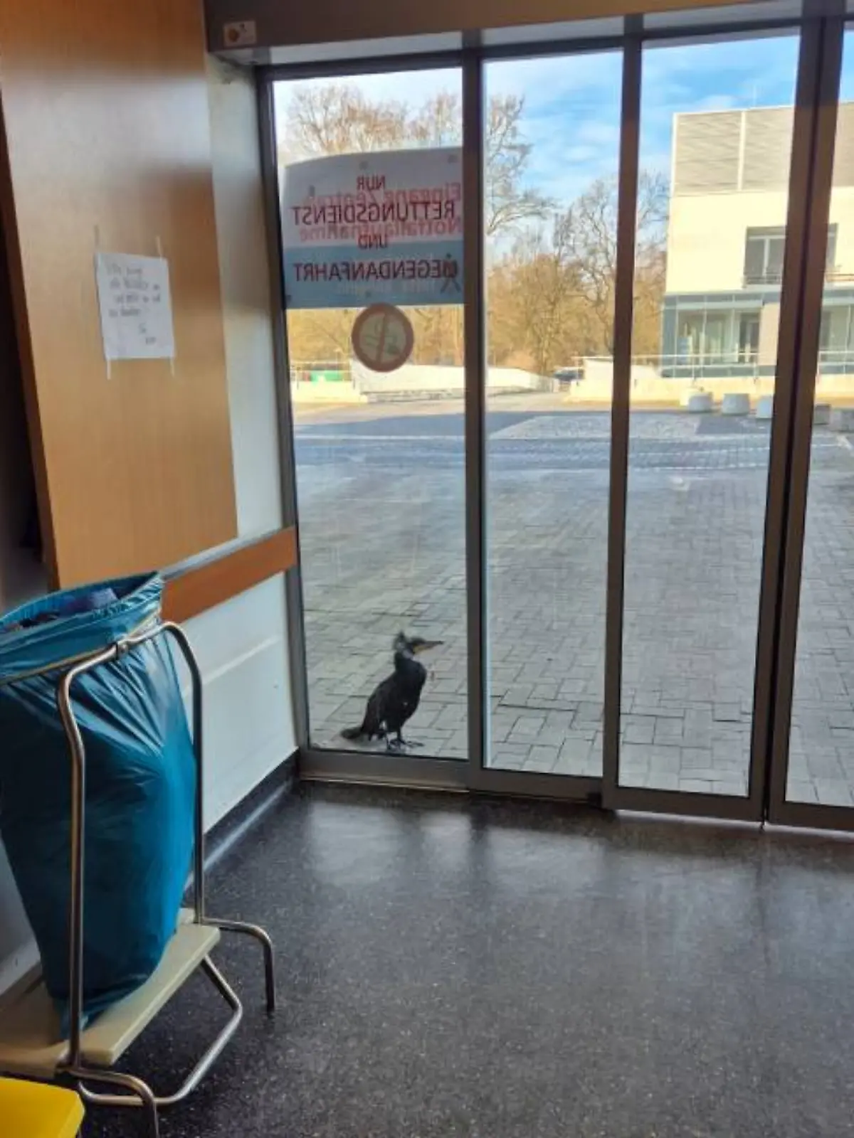 Der verletzte Kormoran wartet vor der Glasscheibe der Notaufnahme auf Hilfe.