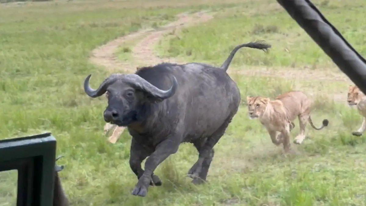 Büffel-Jagd direkt vor Touris! Löwen nehmen Steppen-Koloss ins Visier Spektakuläres Safari-Erlebnis