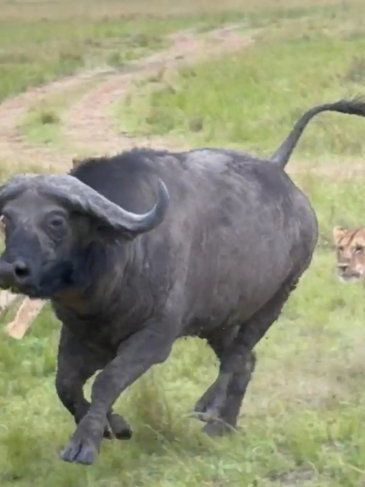 Bild zu: "Büffel-Jagd direkt vor Touris! Löwen nehmen Steppen-Koloss ins Visier"