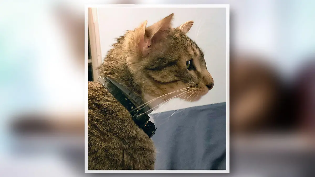 Aslan ist richtig cool - er hat nämlich vier anstatt zwei Ohren.