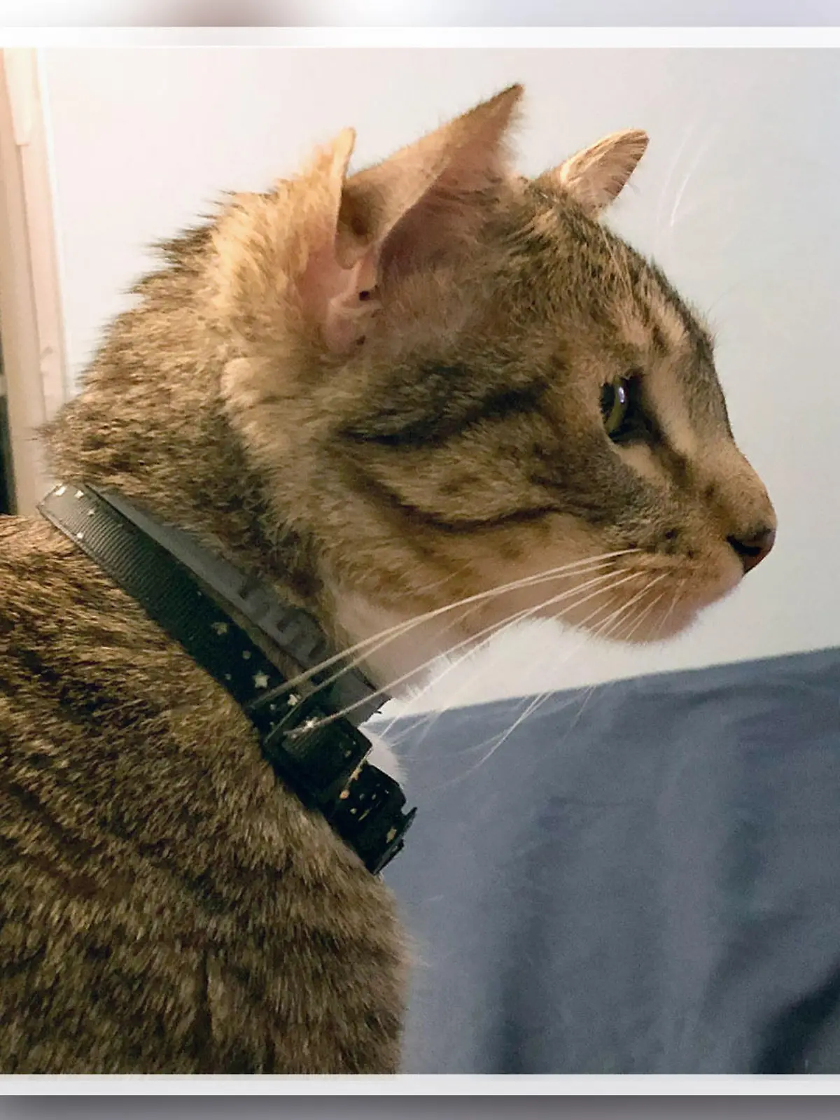 Aslan ist richtig cool - er hat nämlich vier anstatt zwei Ohren.