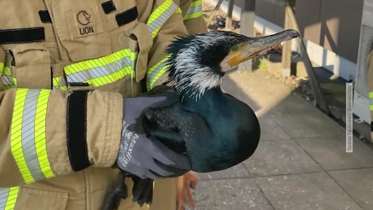 Verletzter Kormoran klopft mit Schnabel an Tür von Notaufnahme Abenteuer in Bremen