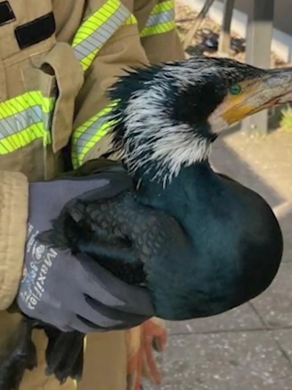 Bild zu: "Verletzter Kormoran klopft mit Schnabel an Tür von Notaufnahme"