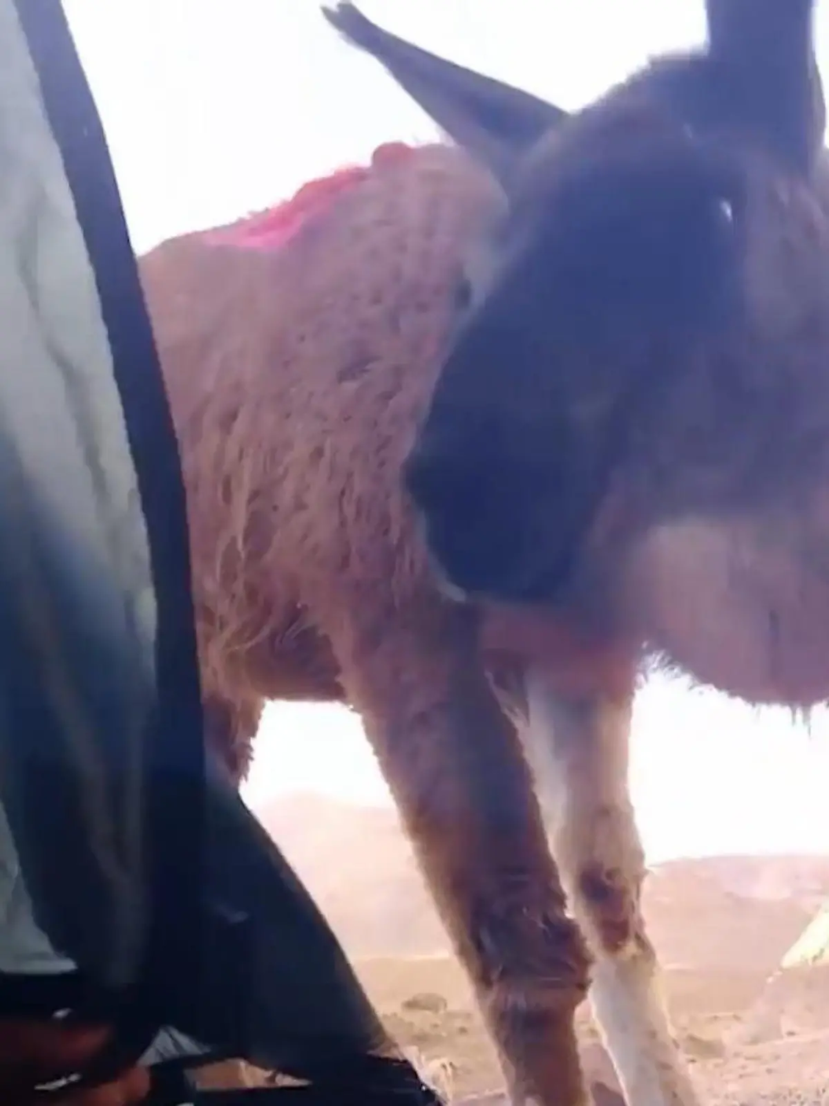 Bild zu: "Lama-Drama im Zelt! Camper wird erst geweckt – dann angespuckt"