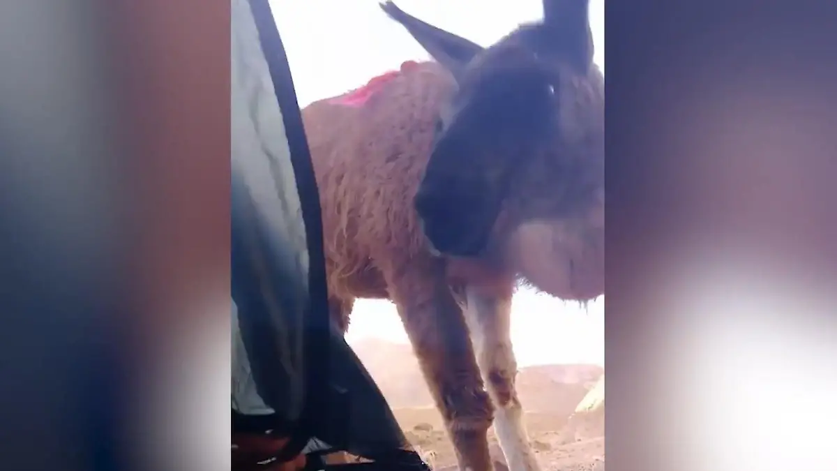 Lama-Drama im Zelt! Camper wird erst geweckt – dann angespuckt Neugieriger Besucher in Argentinien