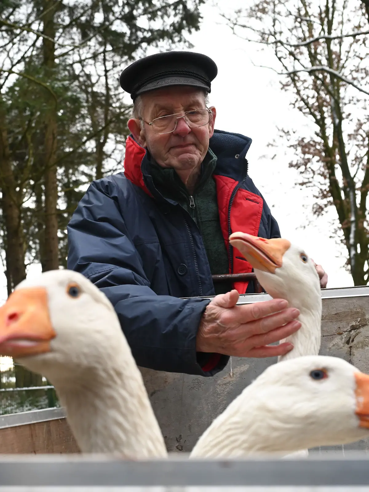 Bild zu: "Jetzt muss Gänse-Opa Ludwig (81) seine geliebten Tiere abgeben"