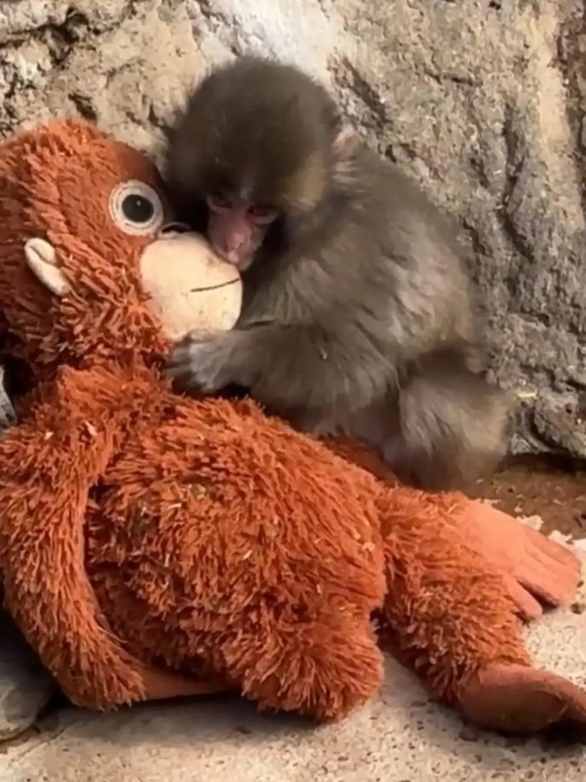 Bild zu: "Von allen verstoßen! Baby-Äffchen findet einzigen Halt bei DIESEM Stofftier"