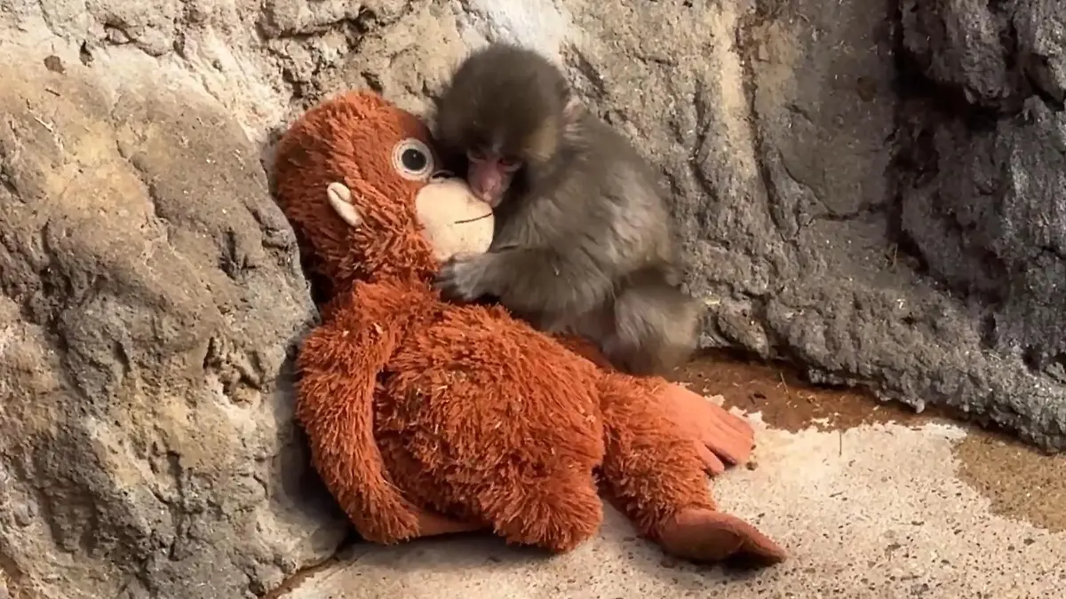 Von allen verstoßen! Baby-Äffchen findet einzigen Halt bei DIESEM Stofftier
