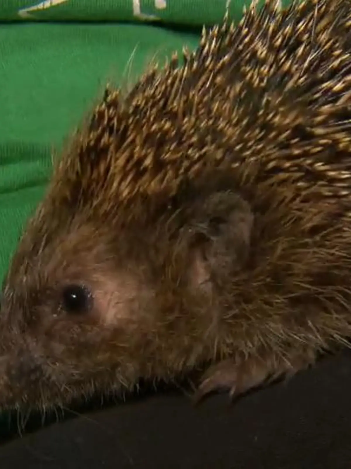 Bild zu: "Hier werden Igel wieder aufgepäppelt"