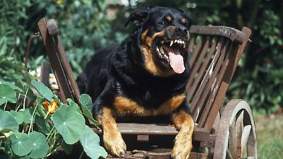 Staatsanwalt in Dresden sicher: Kinderschänder Dirk K. hetzt seinen Rottweiler auf Menschen