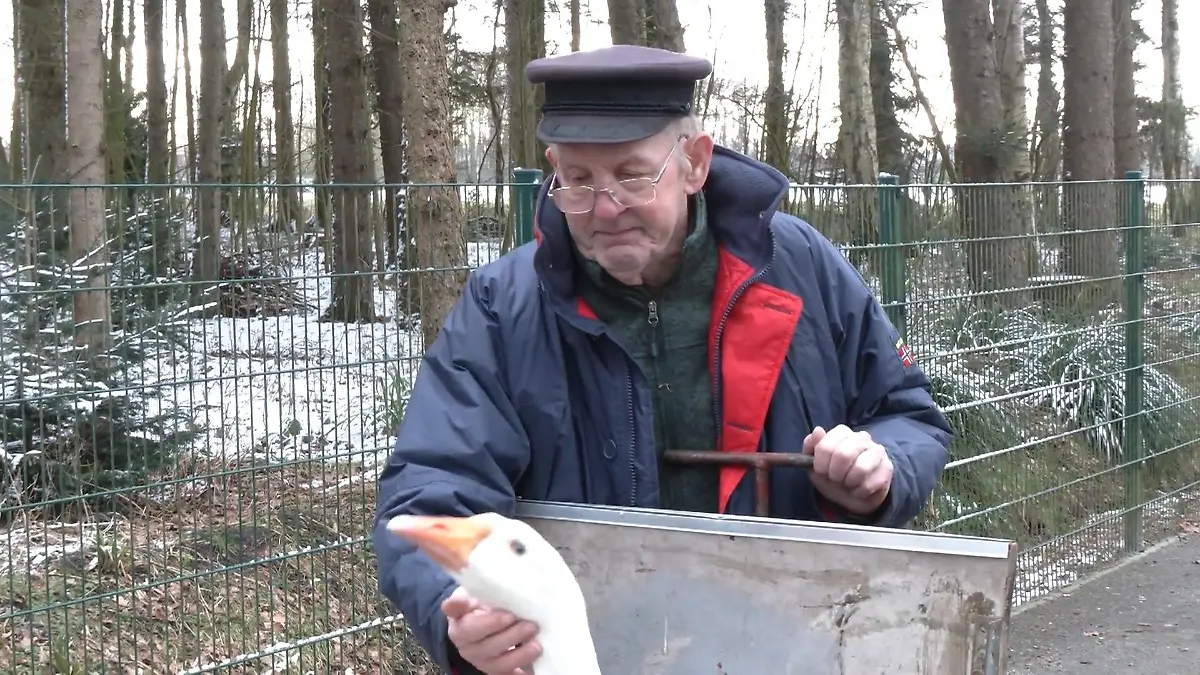 Abschied von den Gänsen 81-Jähriger gibt Tiere ab