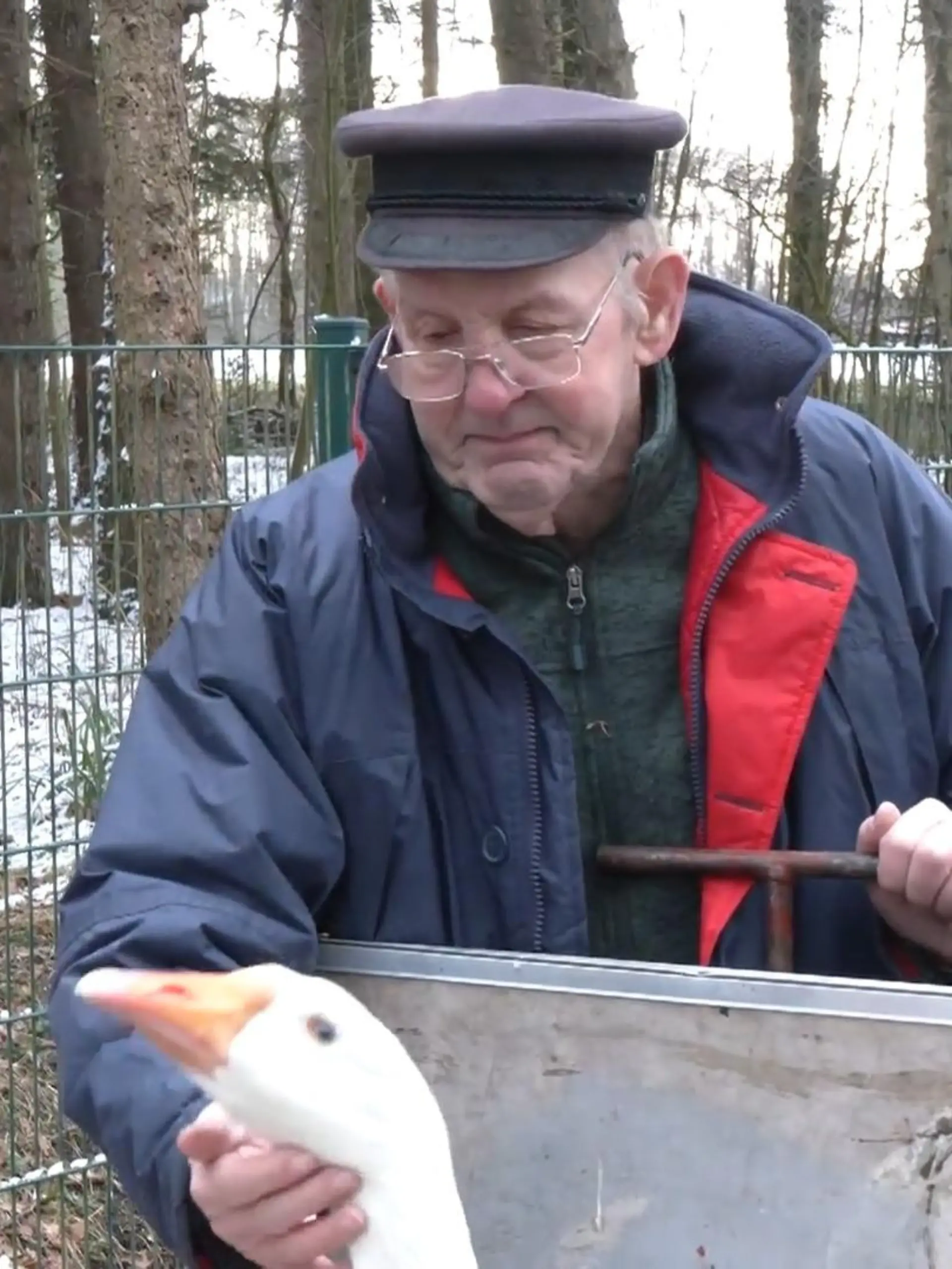 Bild zu: "Jetzt muss Gänse-Opa Ludwig (81) seine geliebten Tiere abgeben"