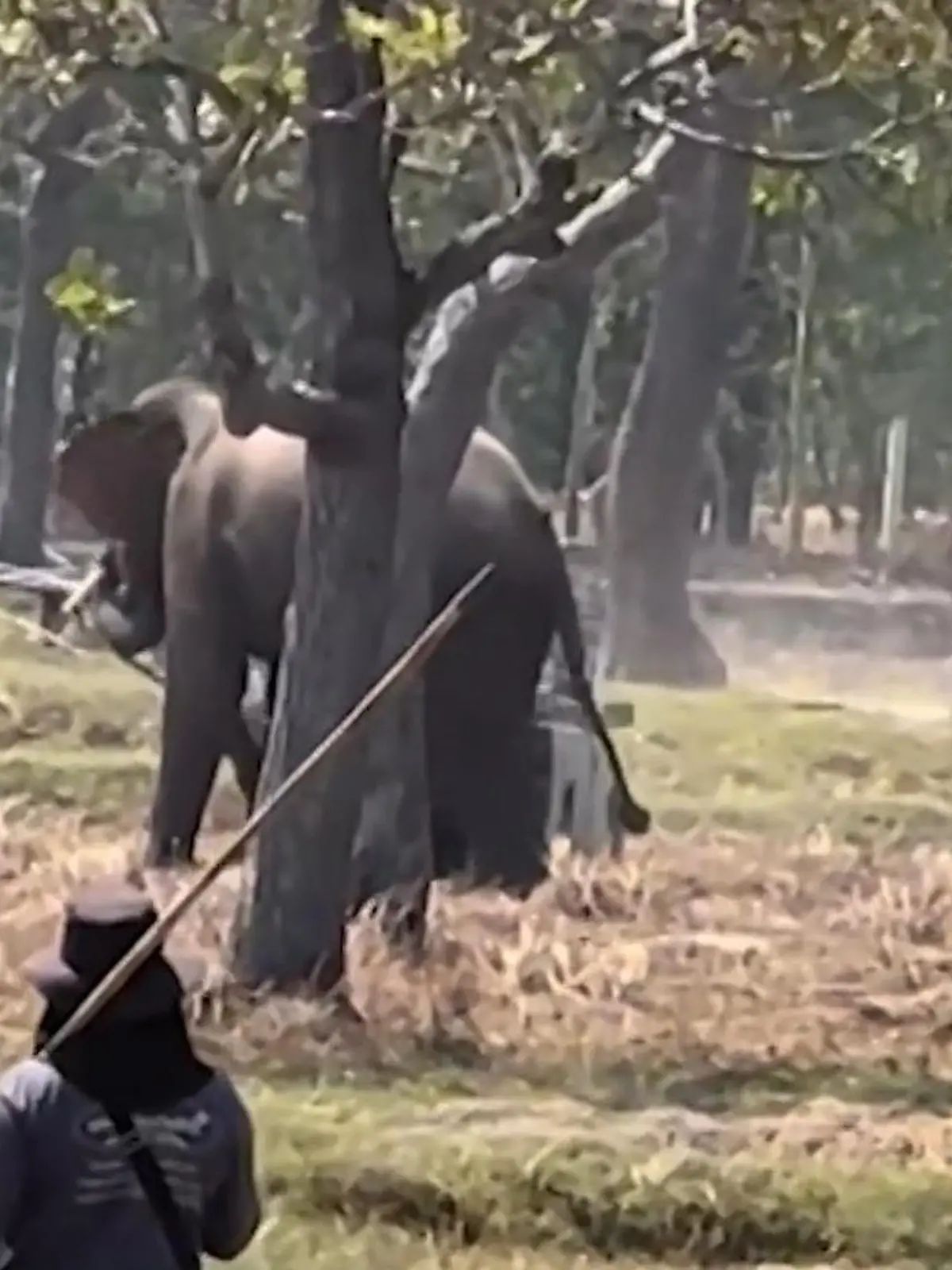 Bild zu: "Elefant beim Sex gestört! Pfleger landet im Krankenhaus – weil Bulle randaliert"