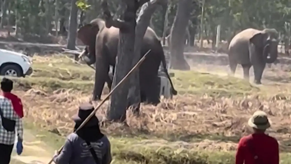 Elefant beim Sex gestört! Pfleger landet im Krankenhaus – weil Bulle randaliert Ihm ging’s nicht schnell genug