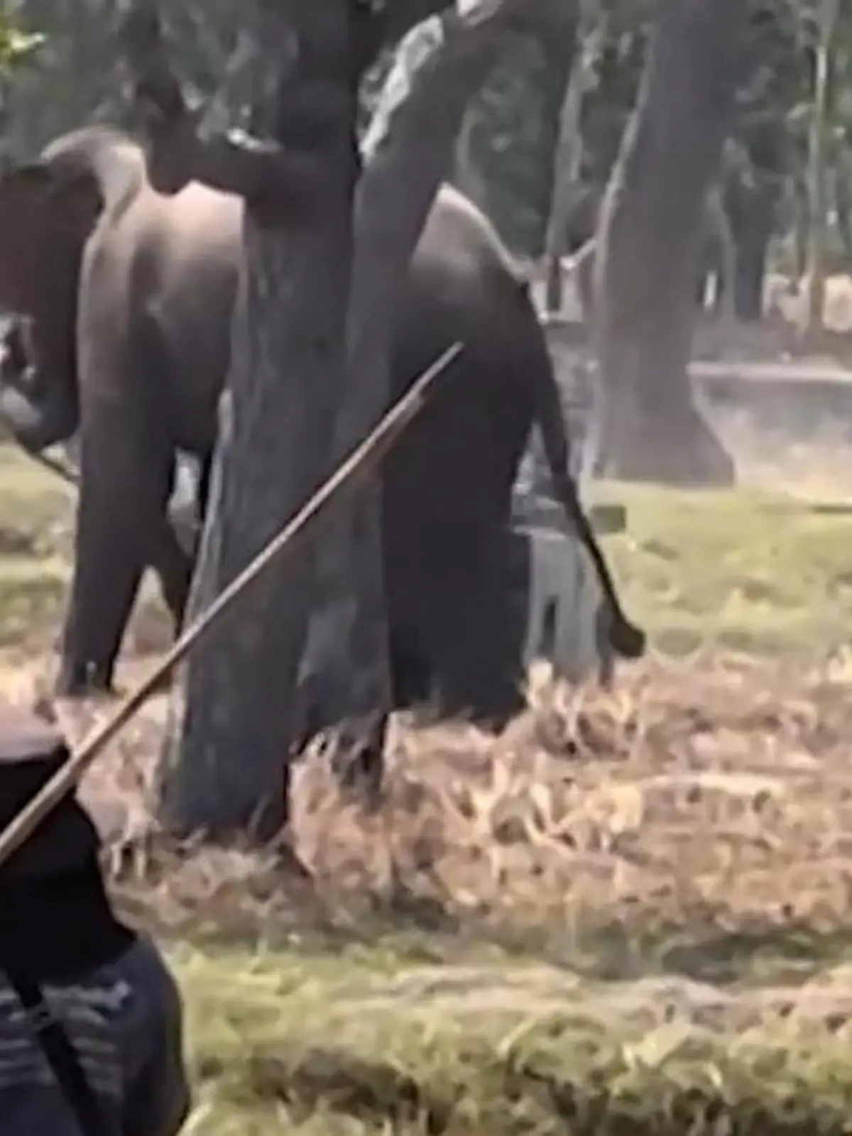 Bild zu: "Elefant beim Sex gestört! Pfleger landet im Krankenhaus – weil Bulle randaliert"