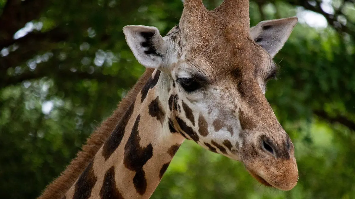 Giraffe Jamila im Erlebnis-Zoo Hannover