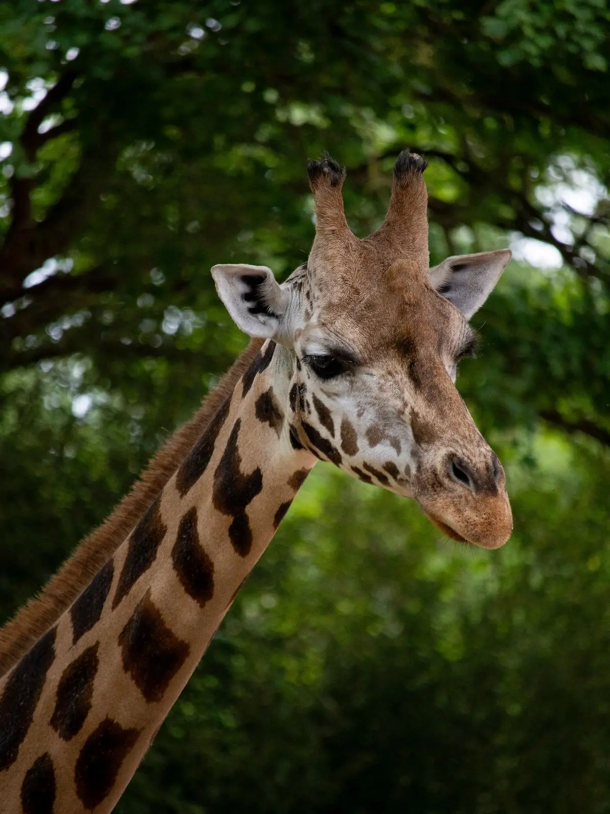 Giraffe Jamila im Erlebnis-Zoo Hannover