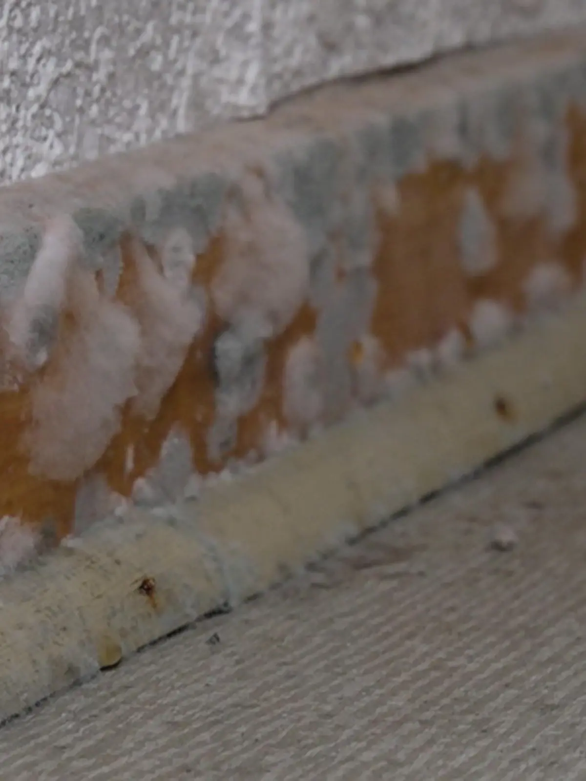 Bild zu: "Dieses Schimmel-Experiment schockt sogar unseren Experten"