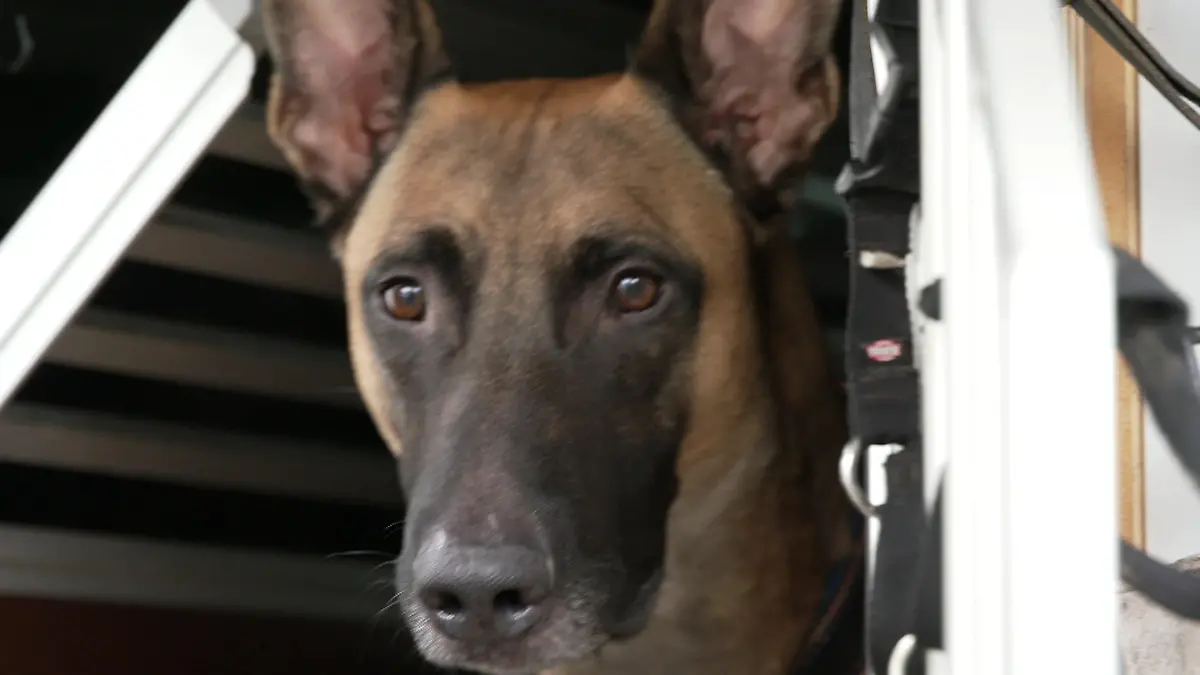 Schimmelspürhund hilft Familie in Not Alle leiden an Atemnot