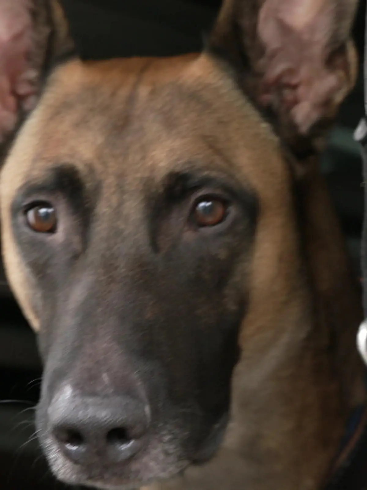 Bild zu: "Schimmelspürhund hilft Familie in Not"