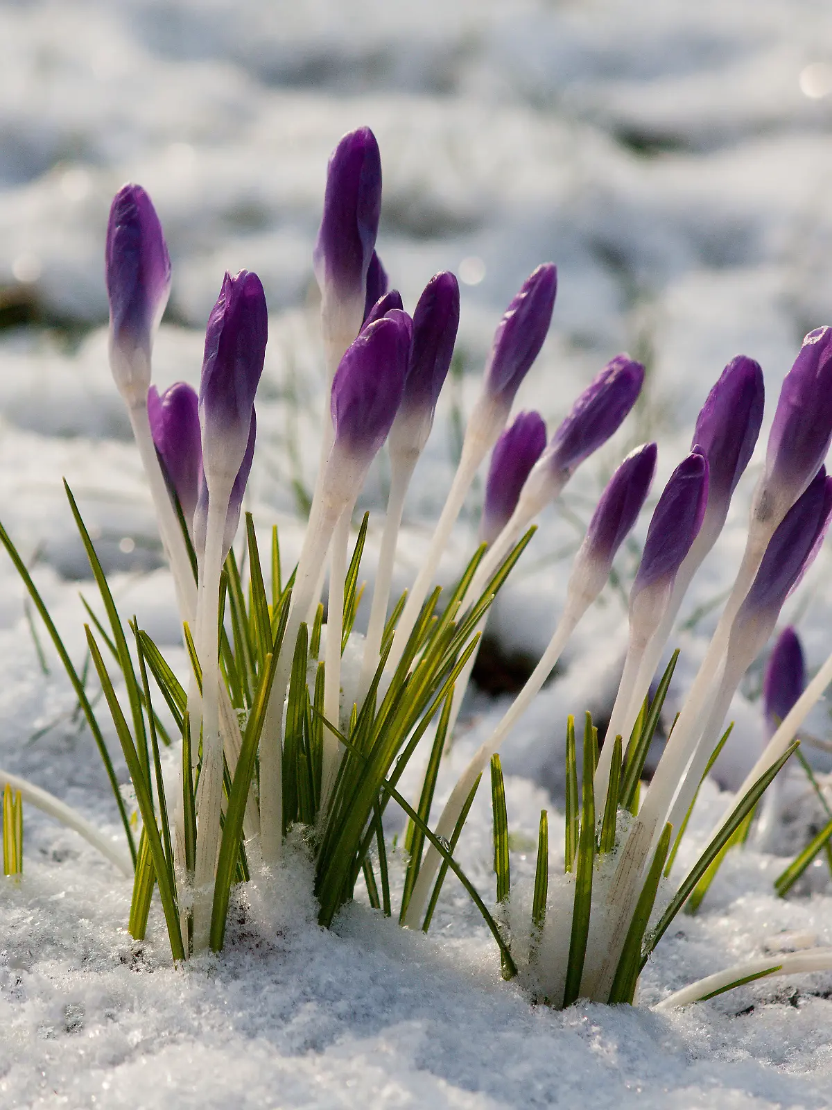 Blüten des wilden Krokus als die ersten Frühlingsboten nach dem Winter