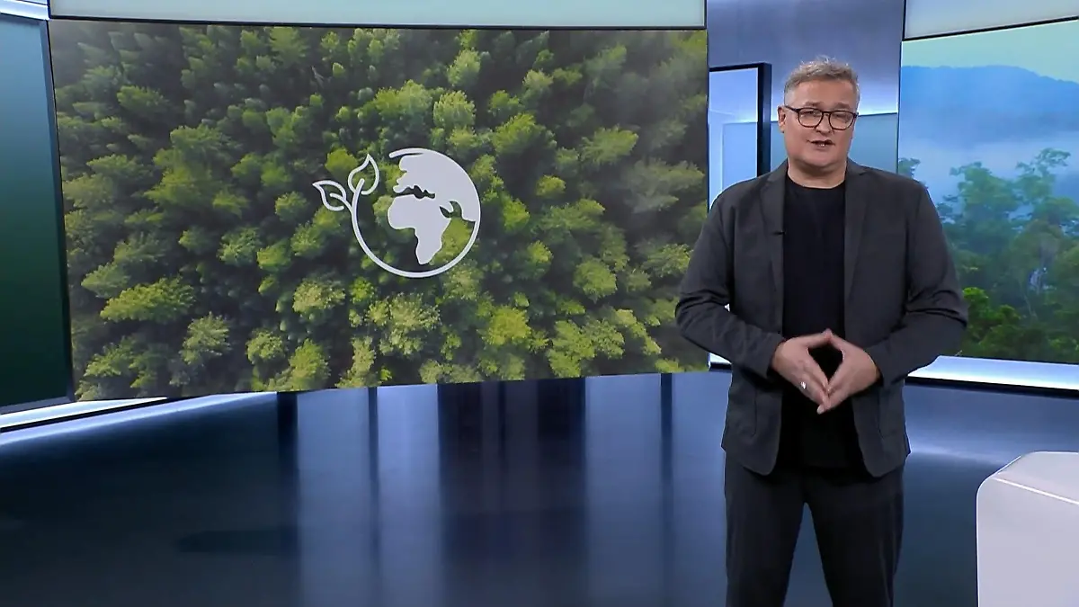 Warum Waldschutz entscheidend für unsere Zukunft ist Klimawandel bedroht Wälder