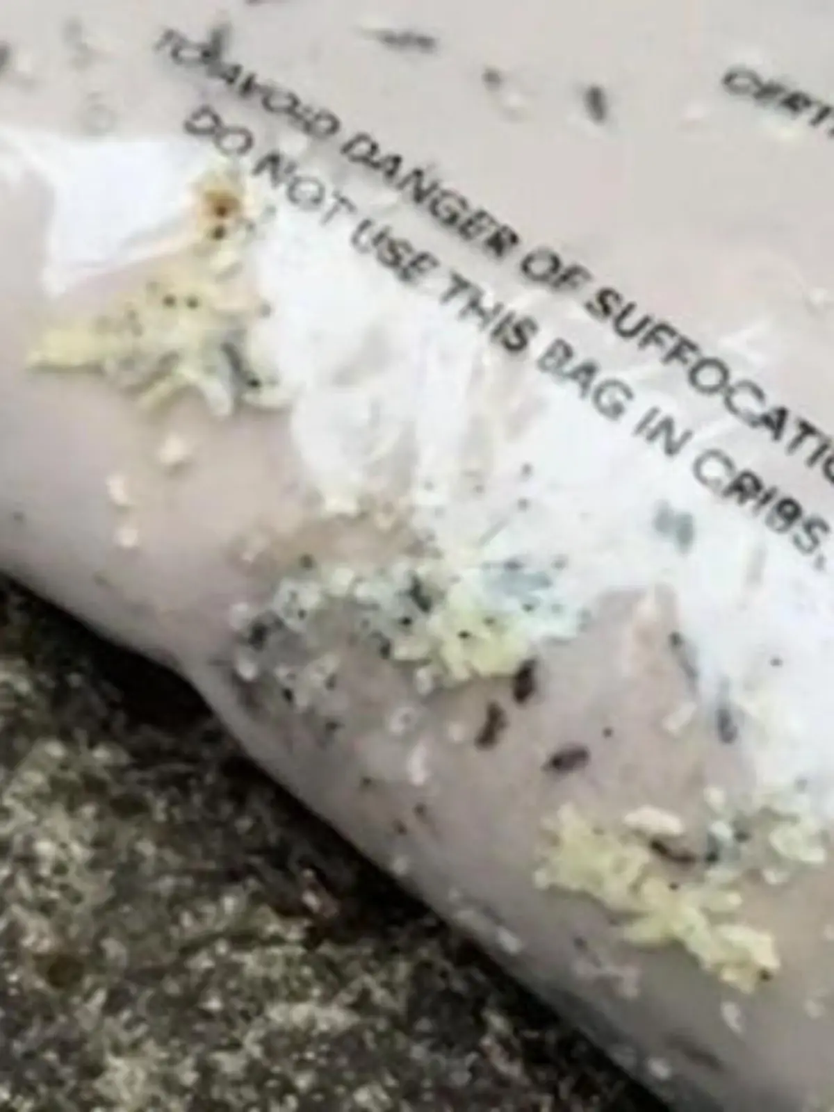 Bild zu: "Ekel-Lieferung! Jayd macht Paket im Bett auf – plötzlich krabbelt's überall"