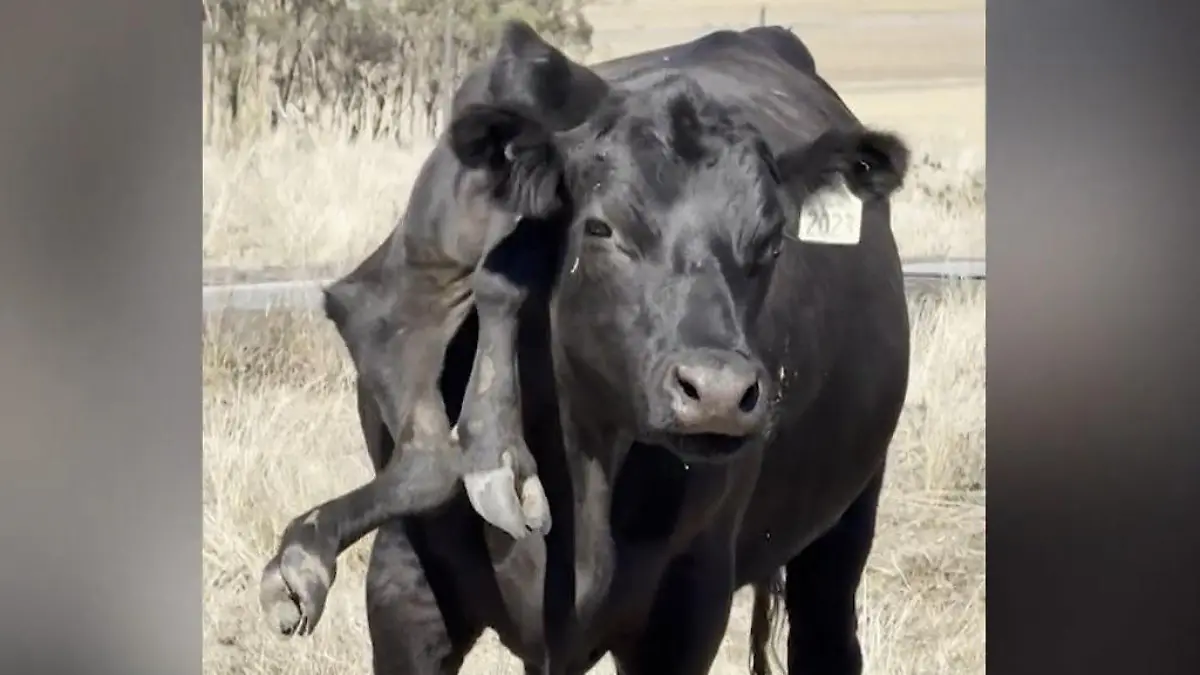 Ganz schön ku(h)rios! Rind hat von diesem Körperteil zu viele Seltene Fehlbildung