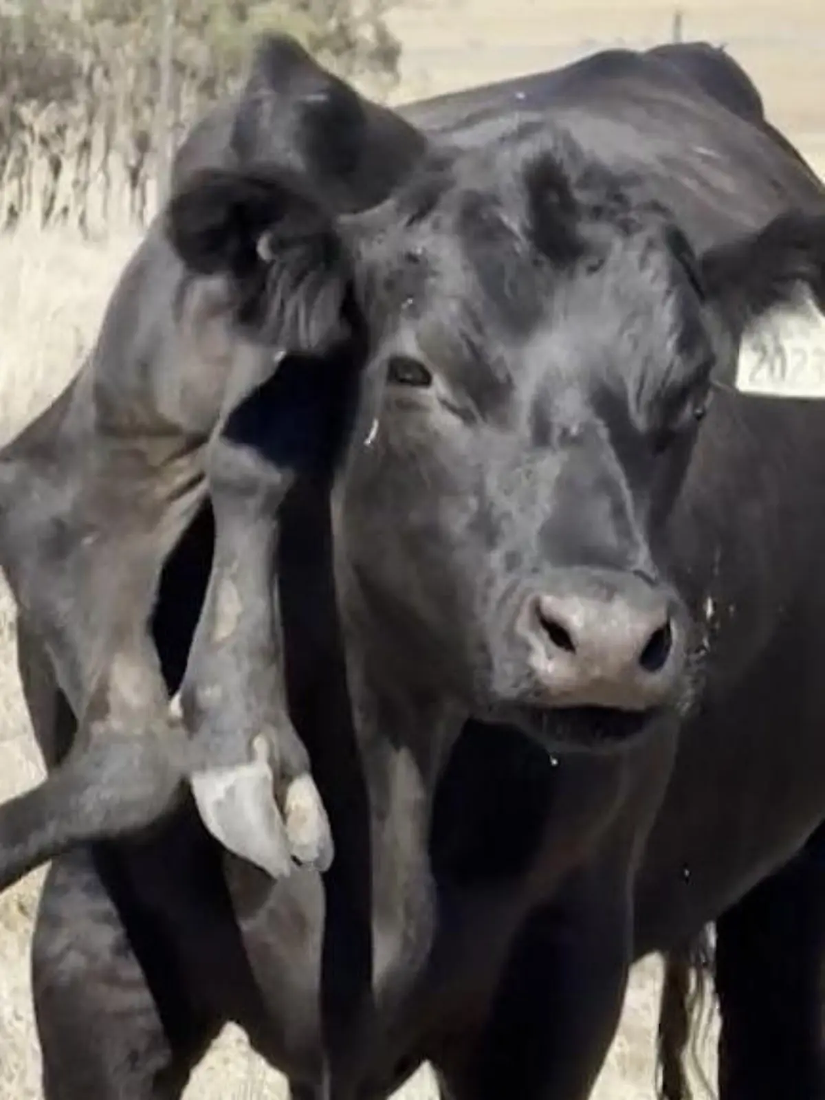 Das stimmt doch was nicht?! Diese Kuh hat sechs Beine