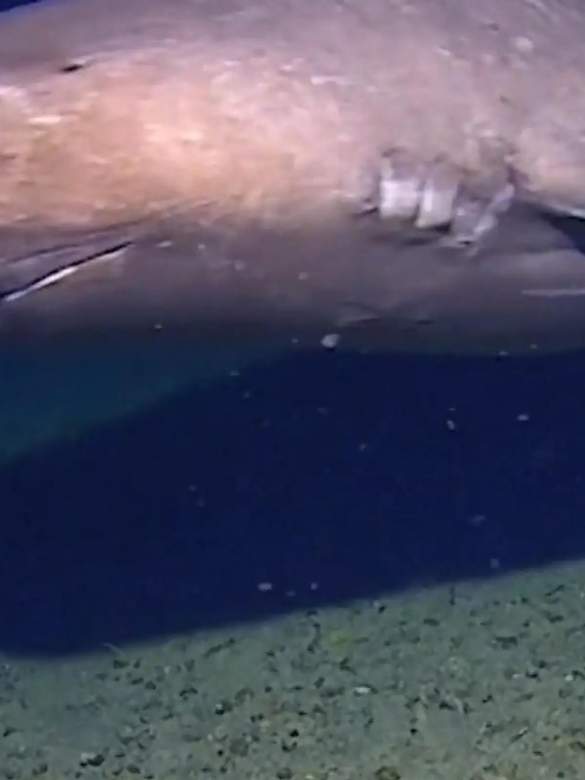 Bild zu: "Zum ersten Mal in der Antarktis! Forscher entdecken diese Meereskreatur"