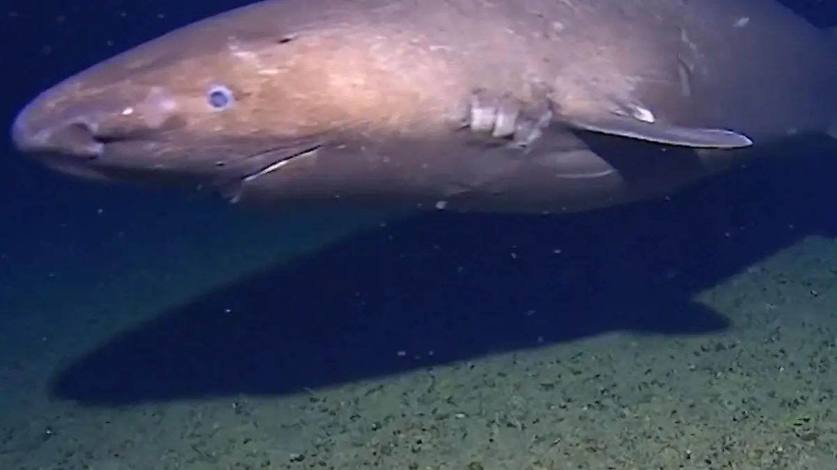 Zum ersten Mal in der Antarktis! Forscher entdecken diese Meereskreatur In 500 Metern Tiefe