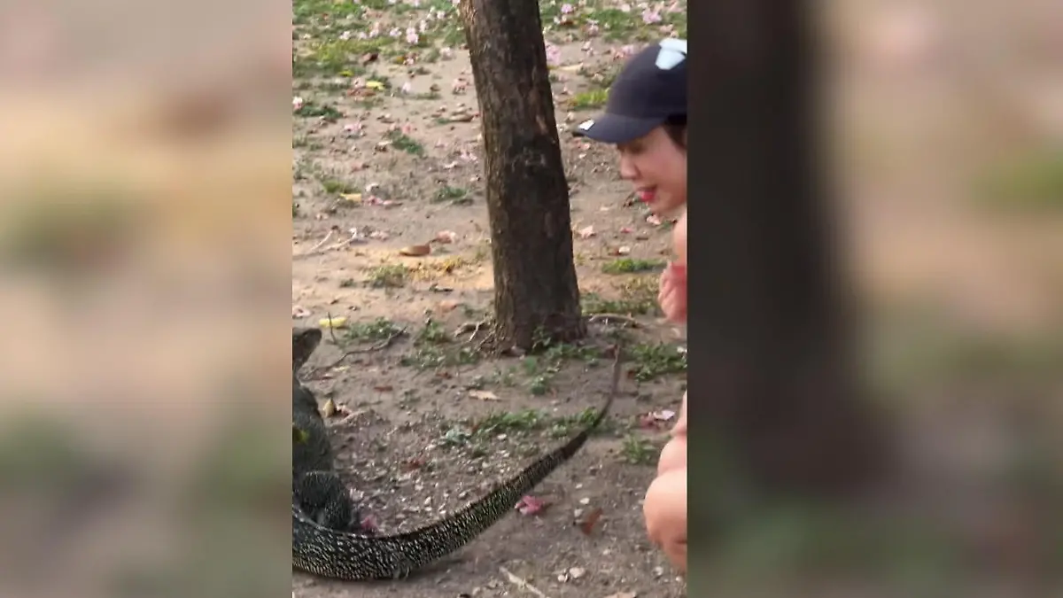 Waran vs. Joggerin! Diese Schwanz-Attacke hinterlässt fiese Striemen Erst angepirscht, dann ausgepeitscht