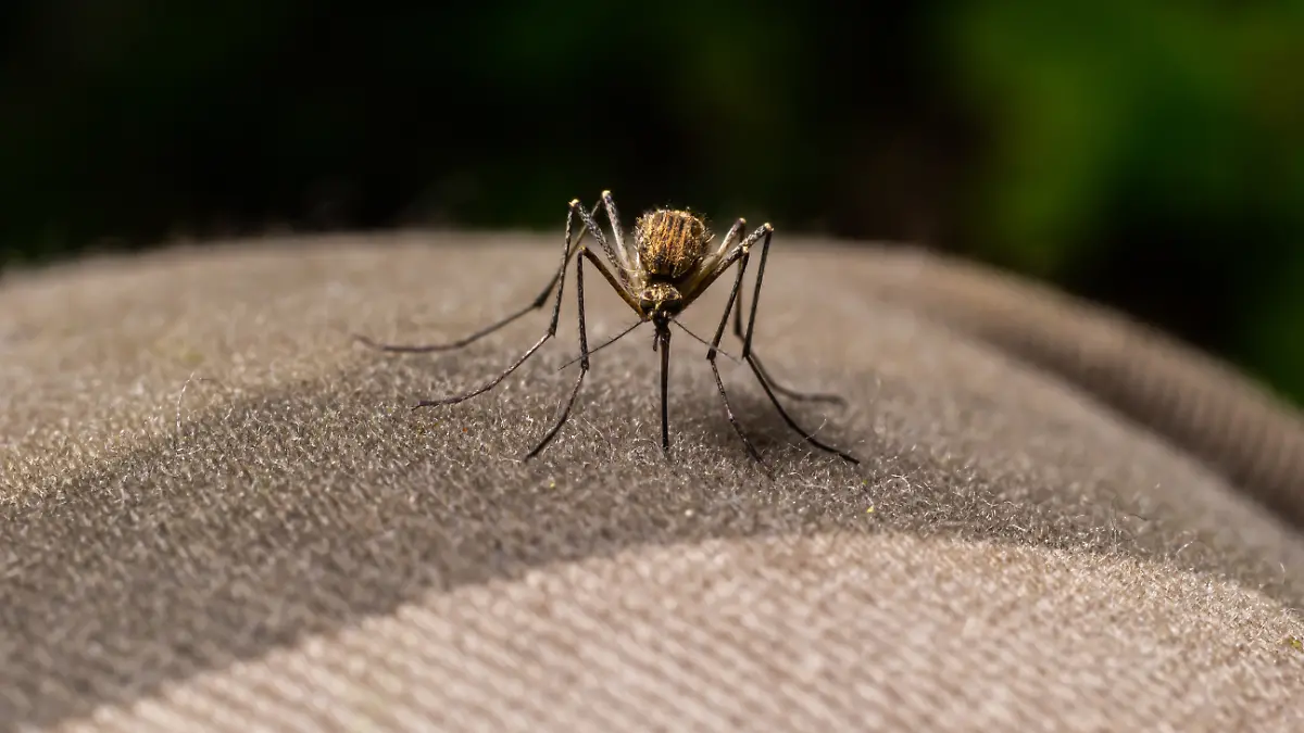 Die Tropenkrankheit Chikungunya ist wohl auch für Europa problematisch. (Symbolbild)