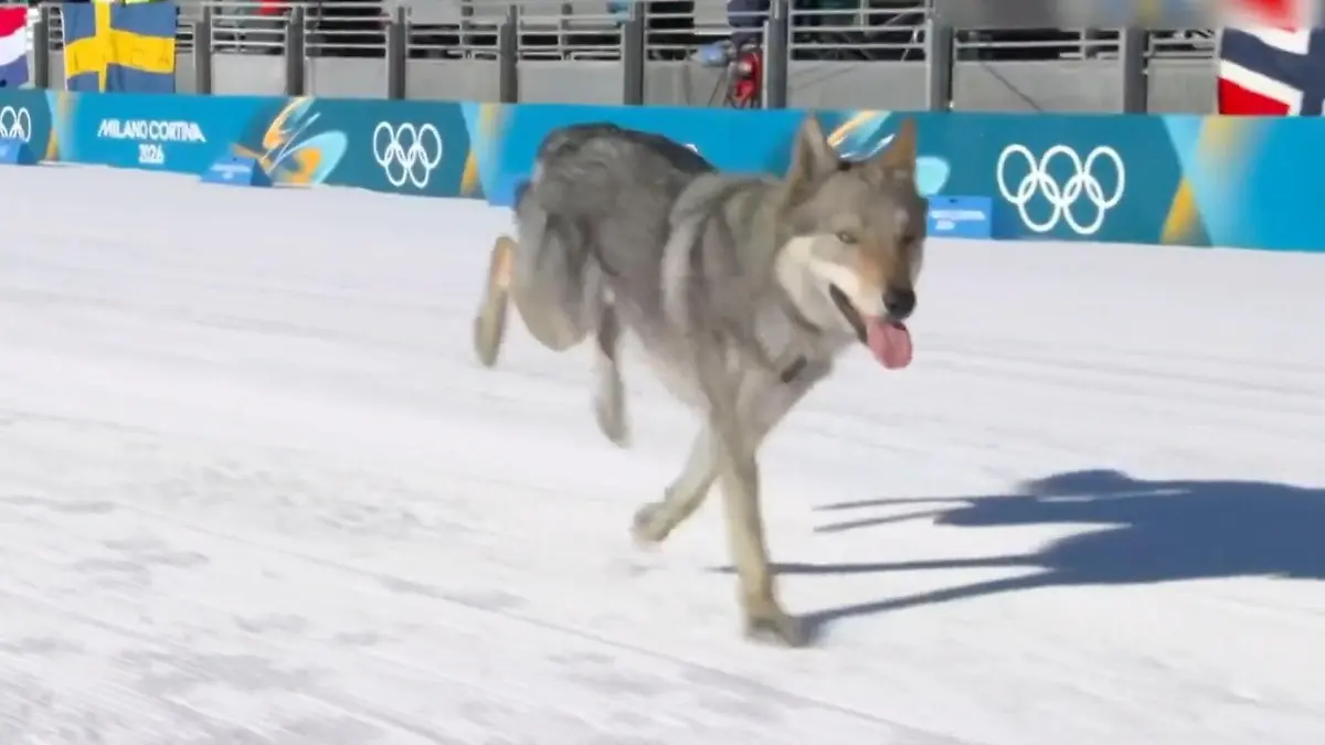 Hund schreibt Olympia-Geschichte mit DIESEM Zielfoto! Er crasht Langlauf der Frauen
