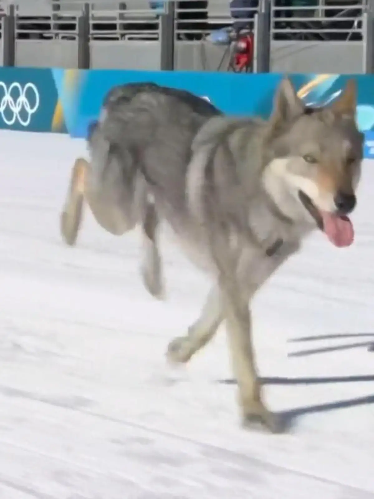 Bild zu: "Hund schreibt Olympia-Geschichte mit DIESEM Zielfoto!"