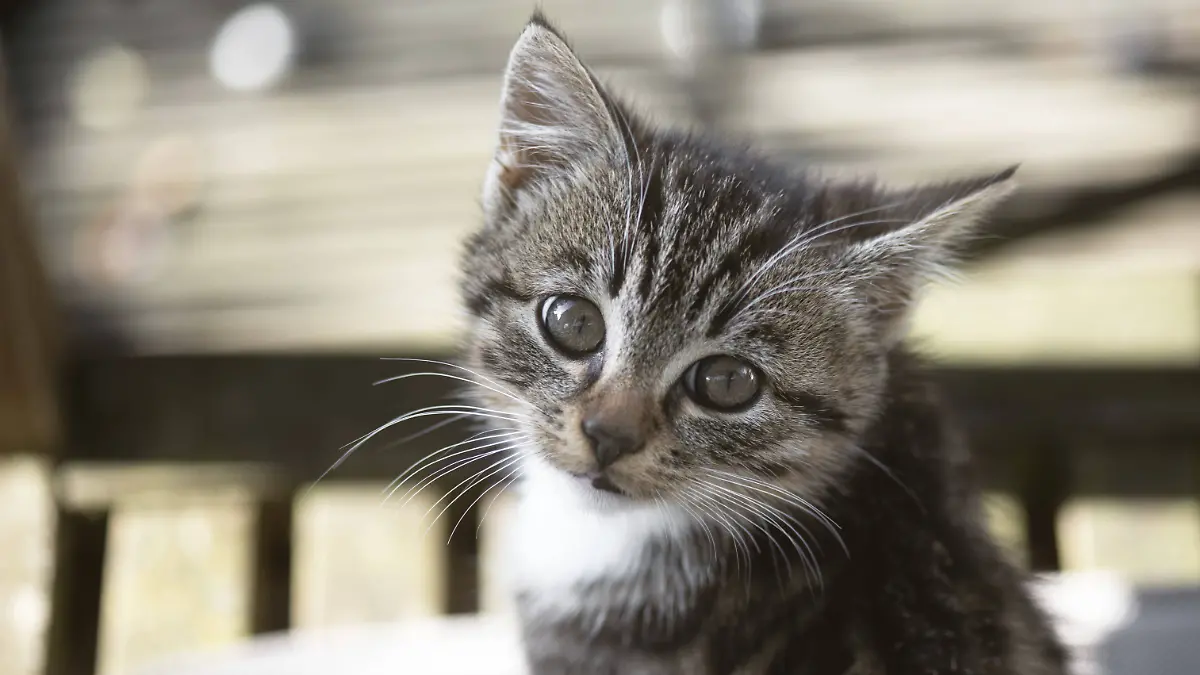 Der Mann warf die Katzenbabys einfach in die Themse. (Symbolfoto)