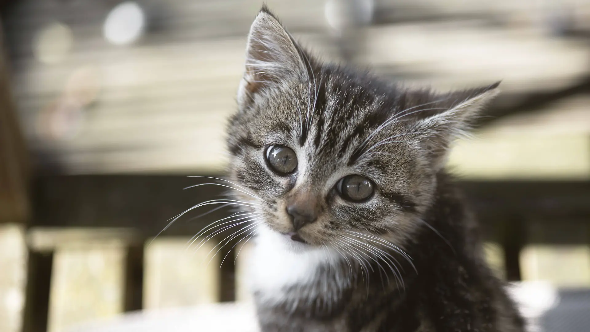 Der Mann warf die Katzenbabys einfach in die Themse. (Symbolfoto)