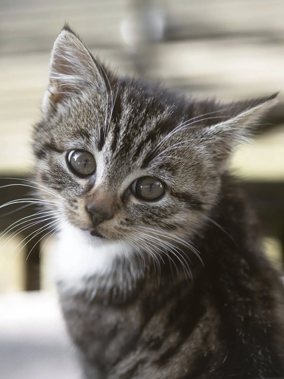 Bild zu: "Betrunkener Vater wirft drei Katzenbabys seiner Tochter in Fluss"