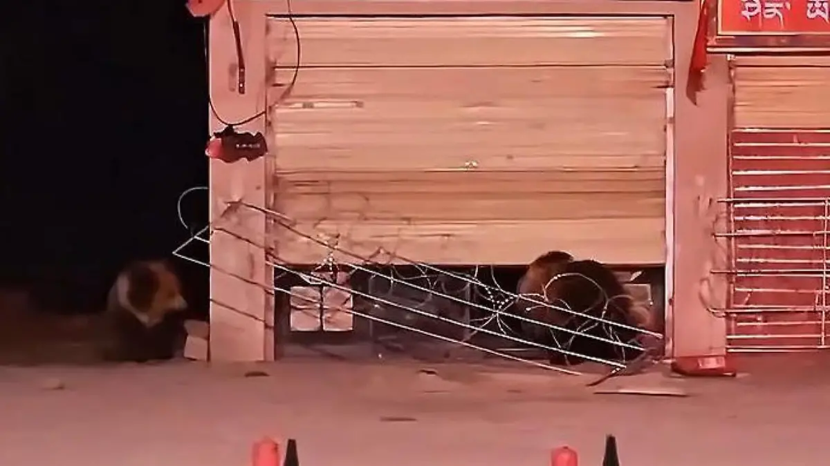 Einer steht Schmiere! Bären-Duo raubt Restaurant aus Sie krallen sich fette Beute