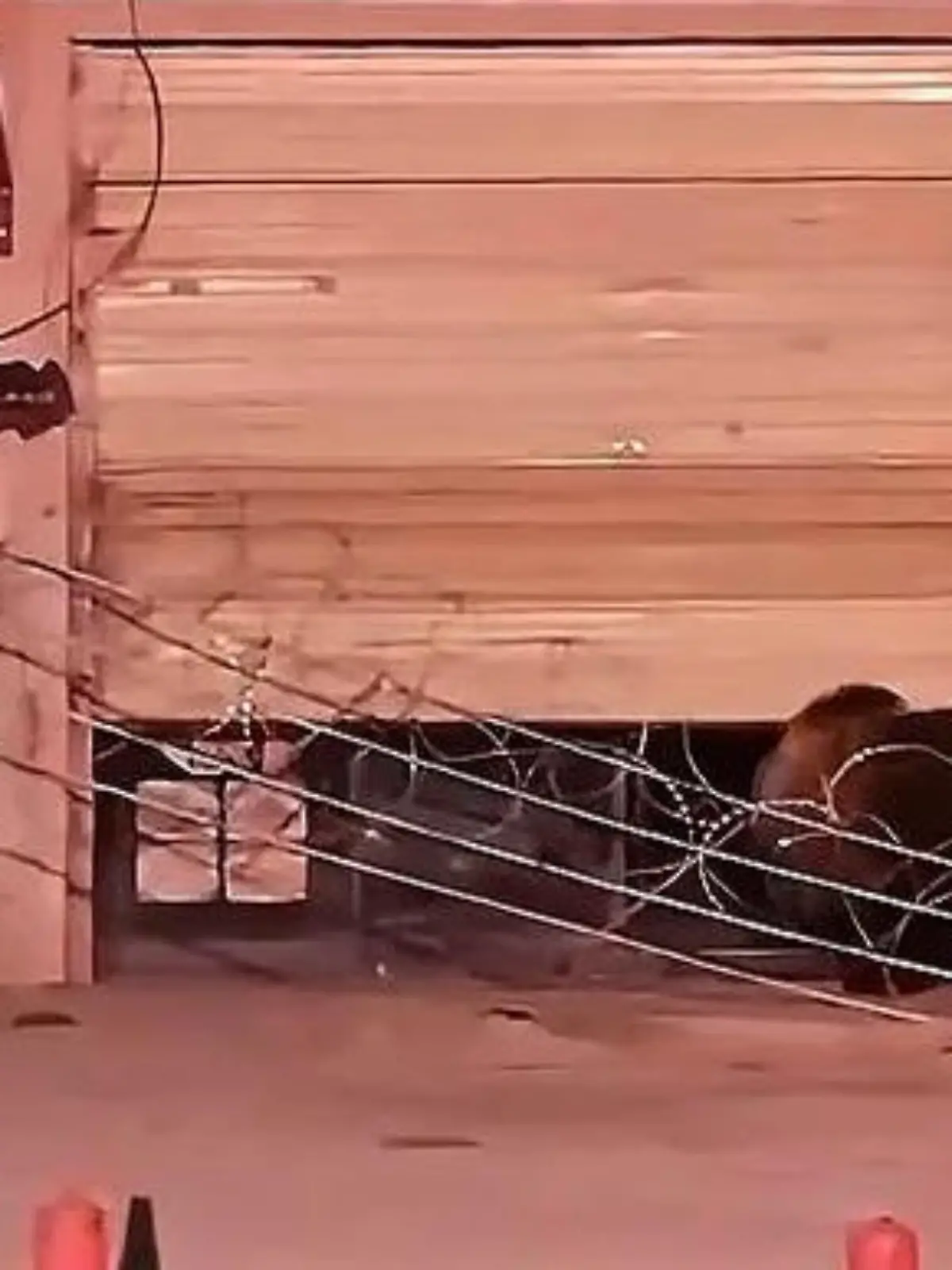 Bild zu: "Einer steht Schmiere! Bären-Duo raubt Restaurant aus"