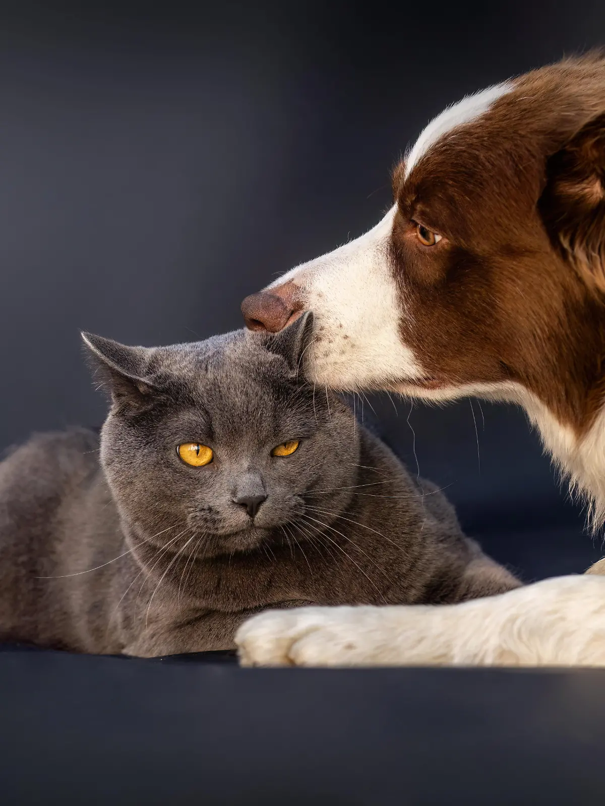 Bild zu: "Demenz bei Hunden und Katzen – diese Warnsignale solltet ihr kennen"